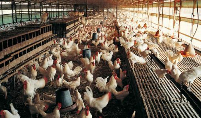 长春鸡场专用纯净水设备